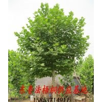現(xiàn)貨低價(jià)供應(yīng) 各規(guī)格 法桐 法梧桐