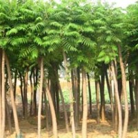 火炬樹(shù)熱銷中