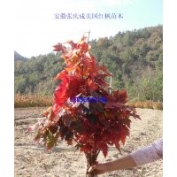 美國(guó)紅楓小苗