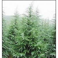 供應(yīng)雪松，北京檜，百日紅，黃楊球