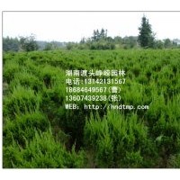 特價銷售P50-100的龍柏球！！