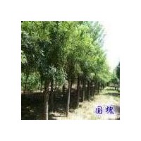 供1-15公分毛白楊，國(guó)槐