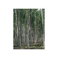 供1-15公分毛白楊