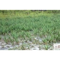 成都工程苗圃苗木絲蘭高度：40-50公分