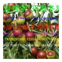 出售自育優(yōu)質(zhì)冬棗苗木100多畝