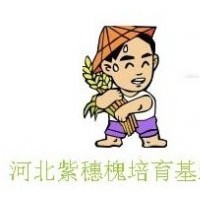 供應(yīng)河北紫穗槐