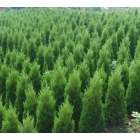 供應(yīng)蜀檜苗 蜀檜球20公分，30公分40公分蜀檜