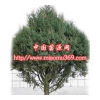 刺柏綠化苗木專業(yè)供應商！