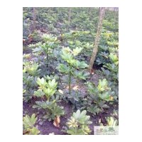 四川鴨腳木高30-40公分