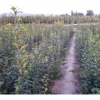 供應(yīng)海棠樹(shù)苗 規(guī)格齊全