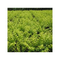 河北金葉女貞批發(fā) 垂絲海棠、紫荊、黃櫨、棣棠、太平花、日本櫻