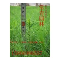急售低價(jià)油松當(dāng)年生苗、油松營(yíng)養(yǎng)杯苗、50-100公分油松樹苗