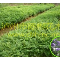 供應(yīng)藍(lán)花楹