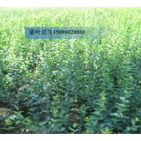 供應(yīng)；工程苗，金葉榆，藍(lán)葉忍冬