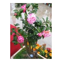 供應(yīng)湖南香泡,櫻花,柳樹,單性木蘭,銀杏,紅花木蓮等