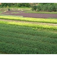 供應(yīng)金葉女貞，龜甲冬青，紅花繼木。