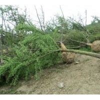 山東銀杏樹基地供應(yīng)銀杏樹