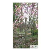 成都櫻花米徑9公分