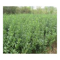 基地直銷特供扶芳藤.衛(wèi)矛.薔薇,月季,金葉女貞.小葉女貞,紅葉小波