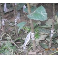 本圃苗木已嫁接 無中介：國槐苗 梨苗 蘋果苗 香椿苗 軟棗苗 楊樹