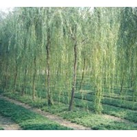 供應垂柳