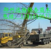 供應20公分銀杏樹