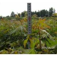 供應(yīng)五角楓