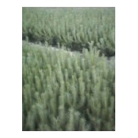 供應(yīng)樟子松，油松