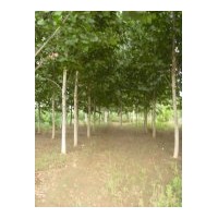 供應(yīng)法桐 造型法桐，白蠟；國槐；柳樹；五角楓