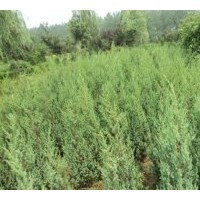 秋季市場刺柏供應(yīng)