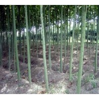 供應(yīng)5公分青桐上車價(jià)18元現(xiàn)貨1000棵