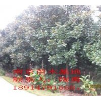 供應廣玉蘭，普通石楠，桂花，紫薇，檜柏