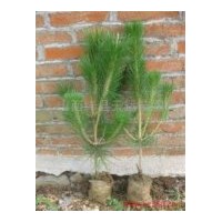 供應(yīng)白皮松 油松 側(cè)柏苗 核桃苗 花椒苗