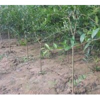 供應(yīng)1---4公分石榴樹