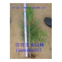 長期供應(yīng)60公分黑松苗，黑松苗木