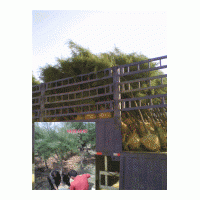 常年供應(yīng)檉柳