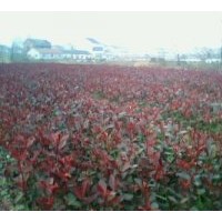 供應(yīng)紅葉石楠小苗