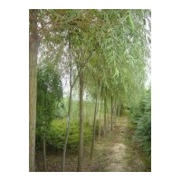 本基地供應(yīng)毛白楊.河北楊.速生楊.107楊.意楊.窄冠楊.銀中楊.毛芯