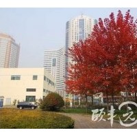 供應(yīng)美國紅楓