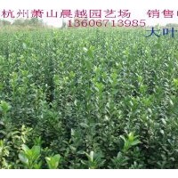 銷售茶梅、紅花繼木、紅葉小檗、黃馨、龜甲冬青、毛鵑