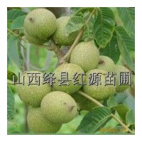 供應(yīng)核桃苗 桃樹苗 花椒苗 黃連木