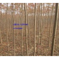 供應(yīng)火炬樹、河北火炬樹