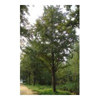 供應(yīng)40公分銀杏實(shí)生樹(shù)