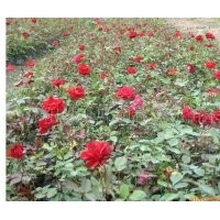 供應(yīng)月季花苗