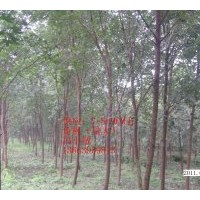 供應(yīng)五角楓7-8-9CM