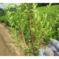 供應(yīng)朝鮮黃楊