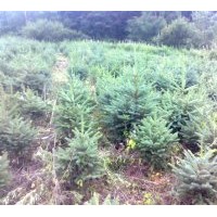 供應(yīng)青千云杉 紅皮云杉 樟子松 水曲柳 蒙古櫟