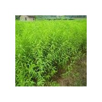 供應(yīng)：白皮松、油松、側(cè)柏、核桃苗、果品苗等