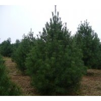 銷售2---7米精品白皮松工程苗