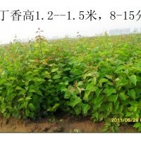 供應黃刺玫，玫瑰，丁香，連翹，金葉榆，木槿....